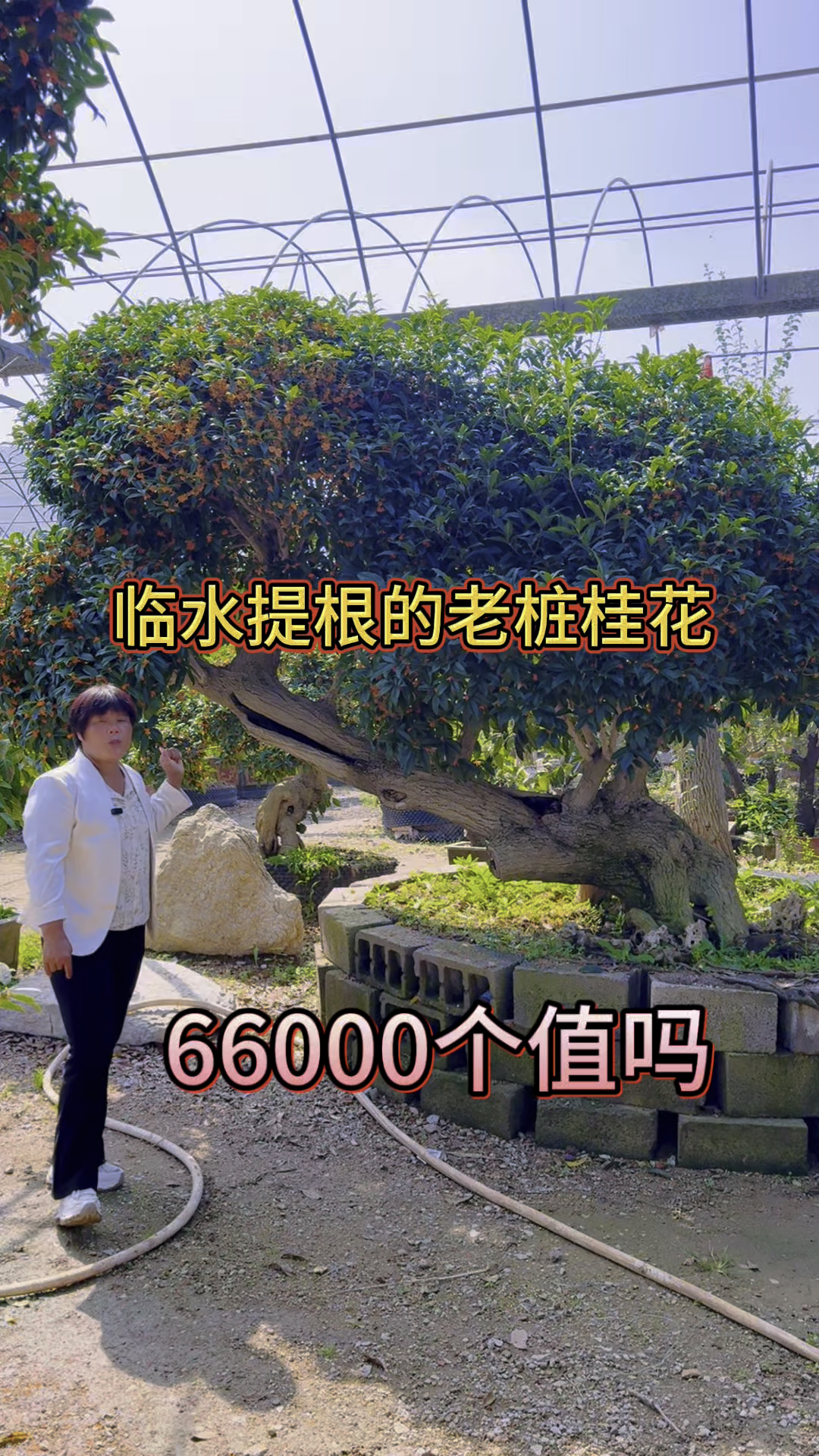 两面可观的临水老庄桂花,别墅庭院假山,鱼塘的标配。