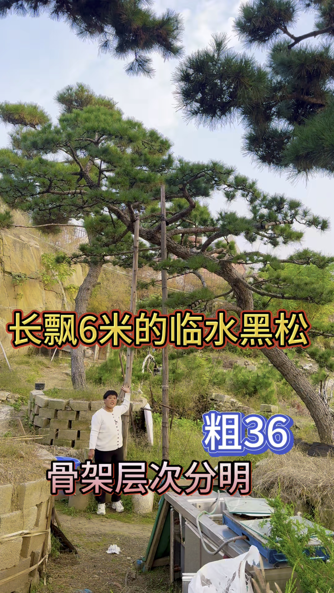 粗36公分的全冠过门黑松，飘6米，高4米#临水黑松