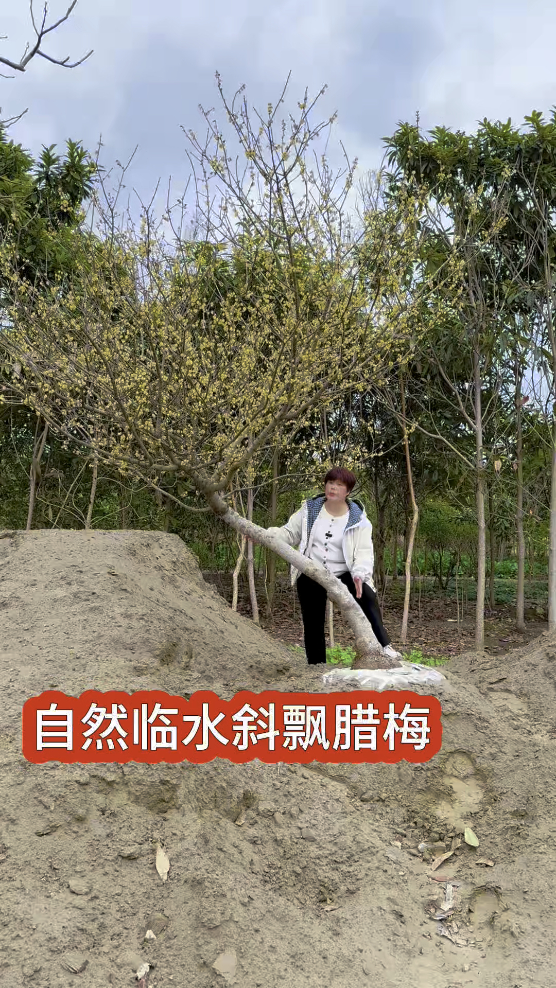 适合别墅庭院假山，鱼塘的临水腊梅，一棵满院飘香