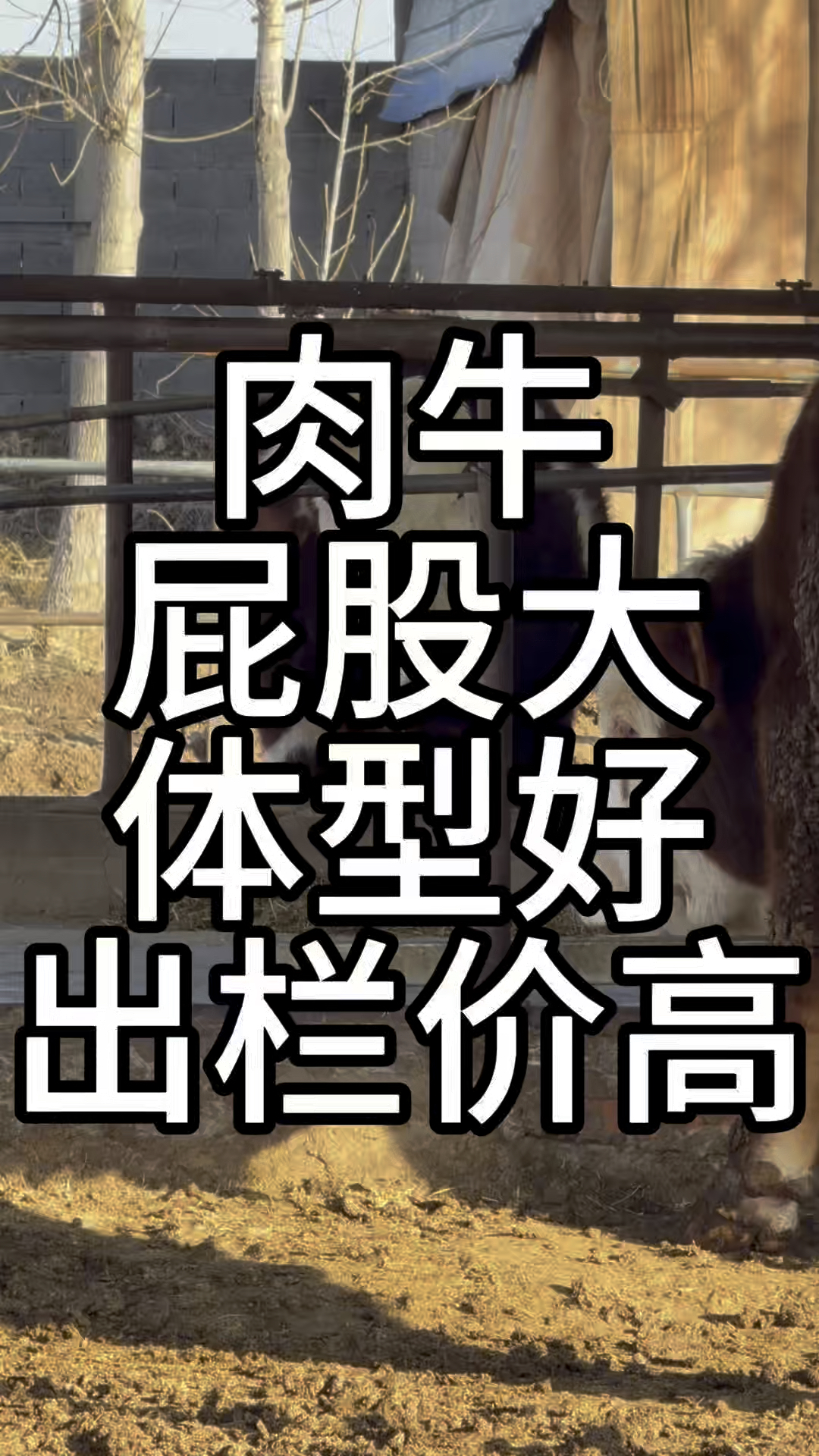 肉牛屁股大有肌肉+体型好=出栏压秤=收益高多卖钱！ #华哥说牛