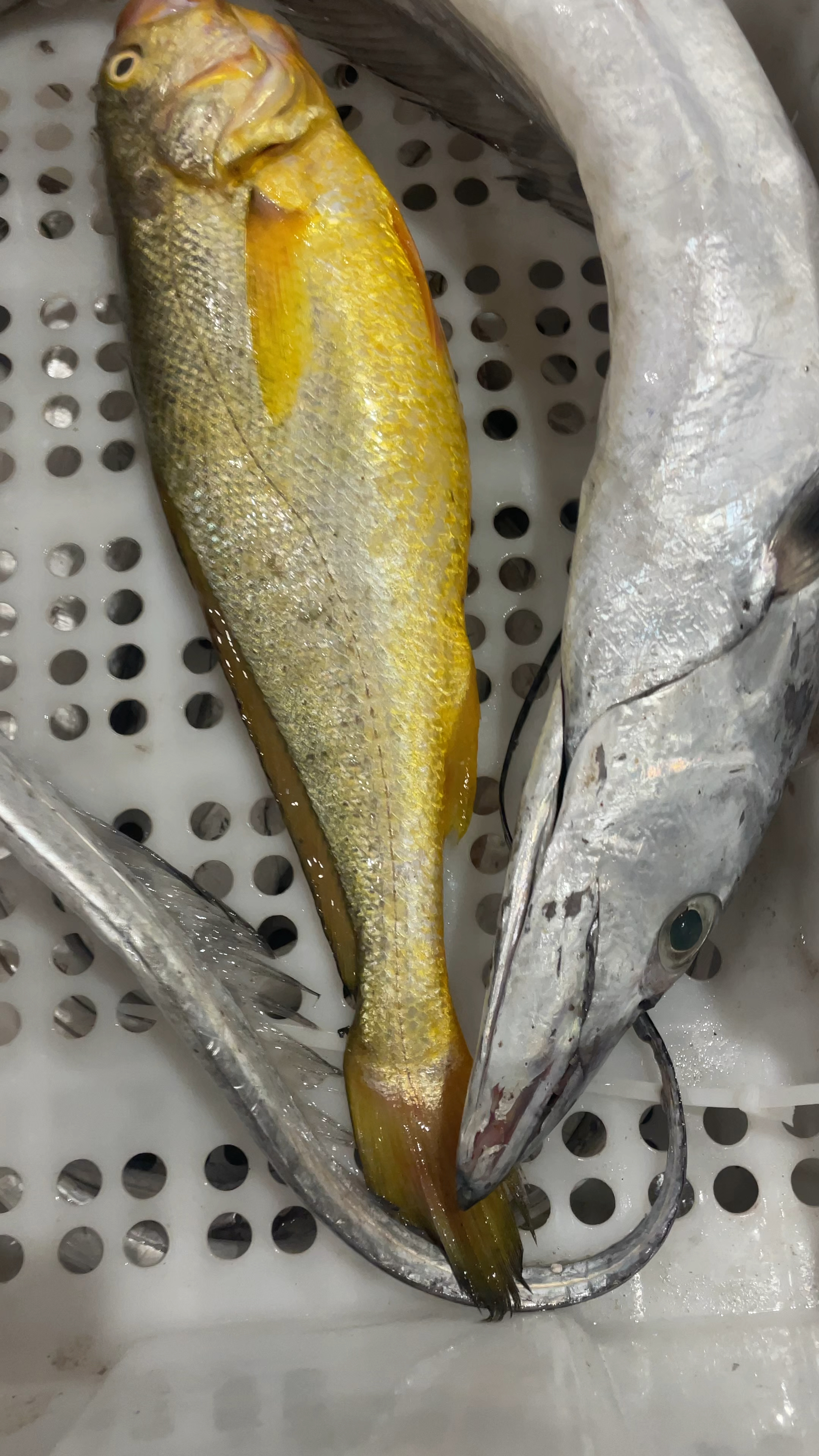 5斤多的油带鱼搭配2斤野生大黄鱼