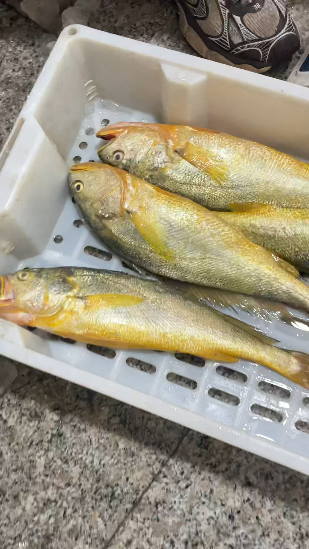 正宗东海野生大黄鱼口感最好吃的黄鱼
