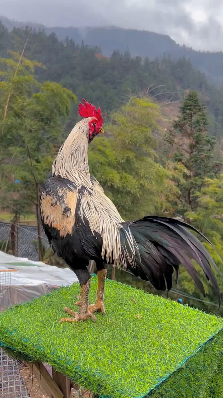 高质量大冠斗鸡系列。