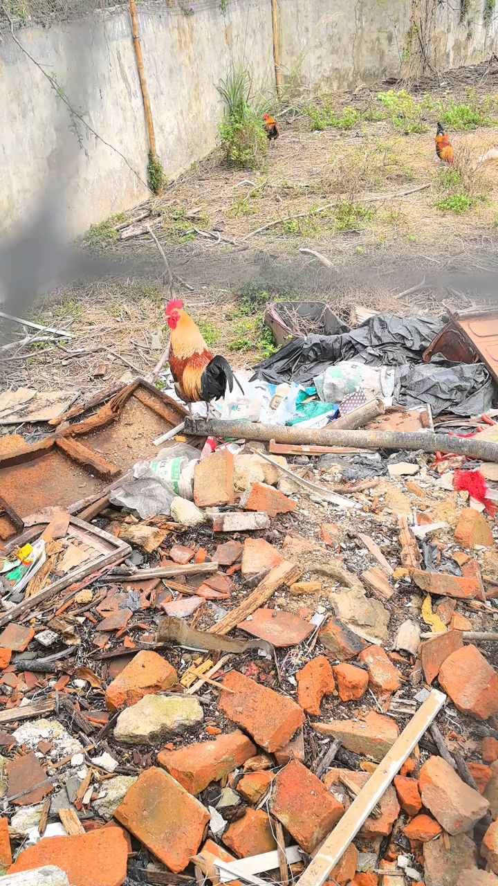 在废墟里我的五彩大公鸡也漂亮。