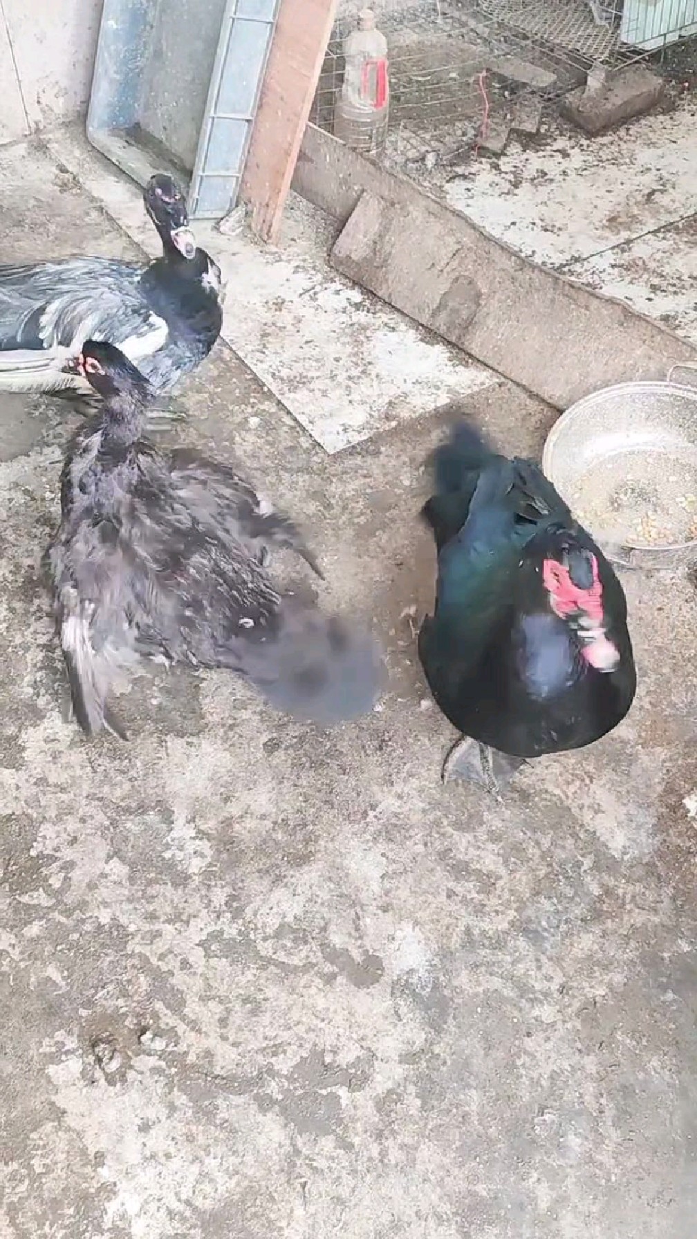 本地土鸭品种也不好找了。