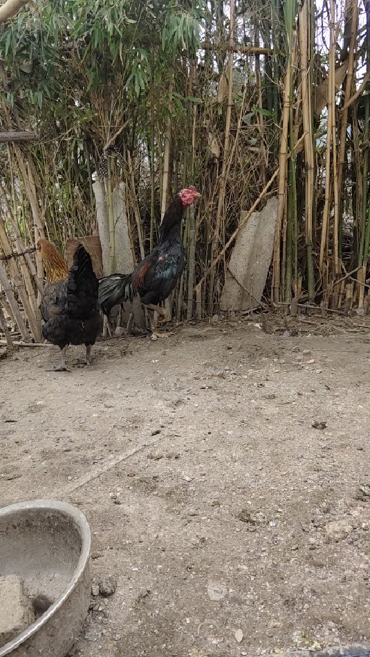 土鸡跟斗鸡混在一起了。