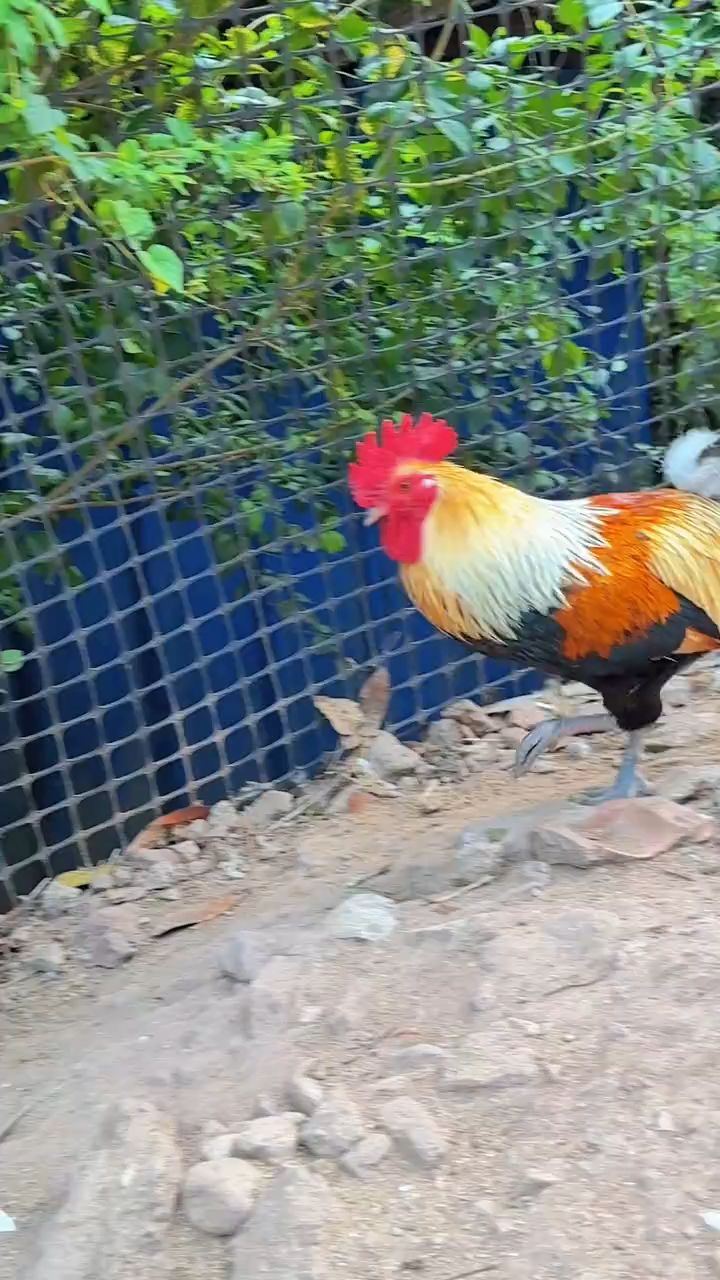 神采飞扬的五彩大公鸡。