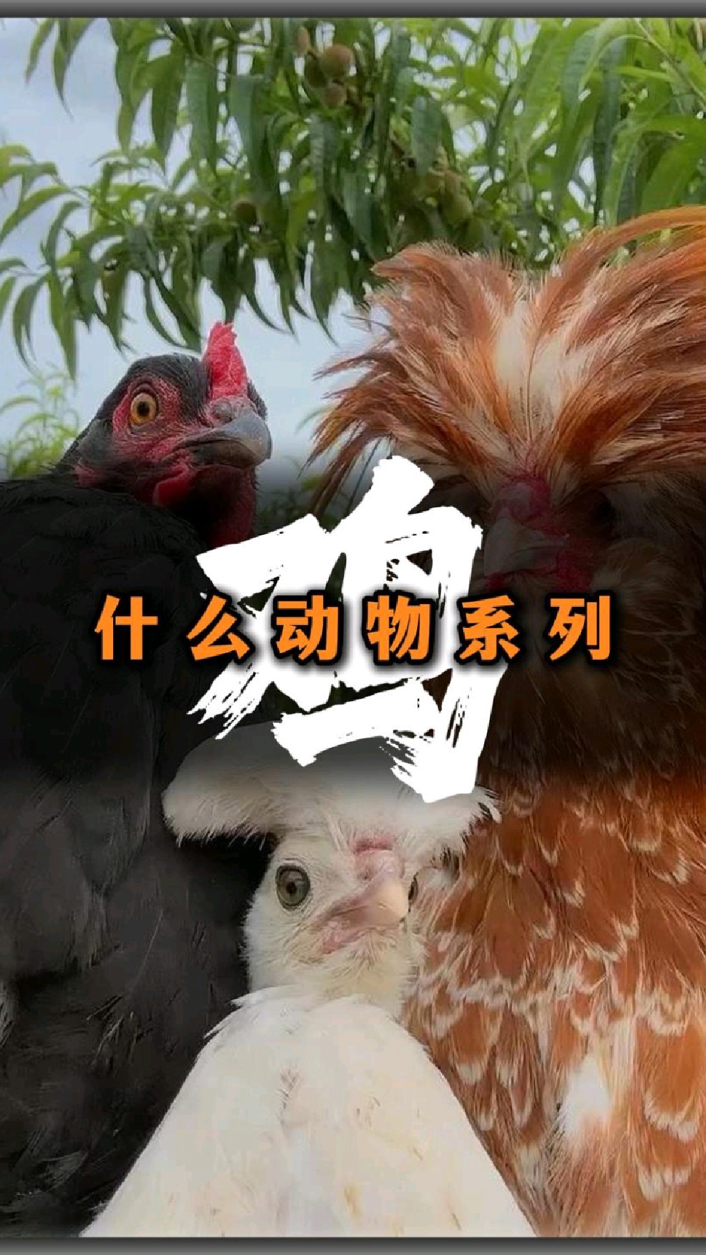 分享14种不同品种的鸡，看你能认识几种？