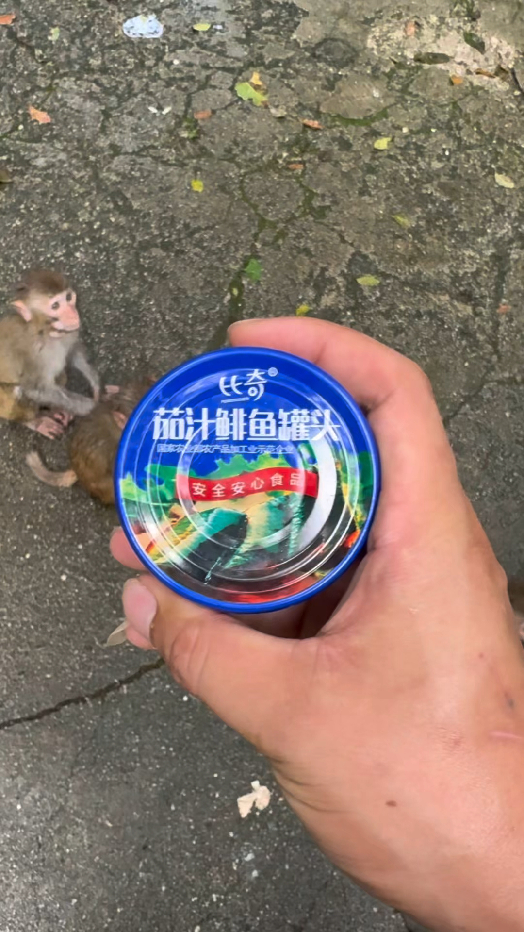 老六请猴子吃鲱鱼罐头,猴子嫌弃擦手