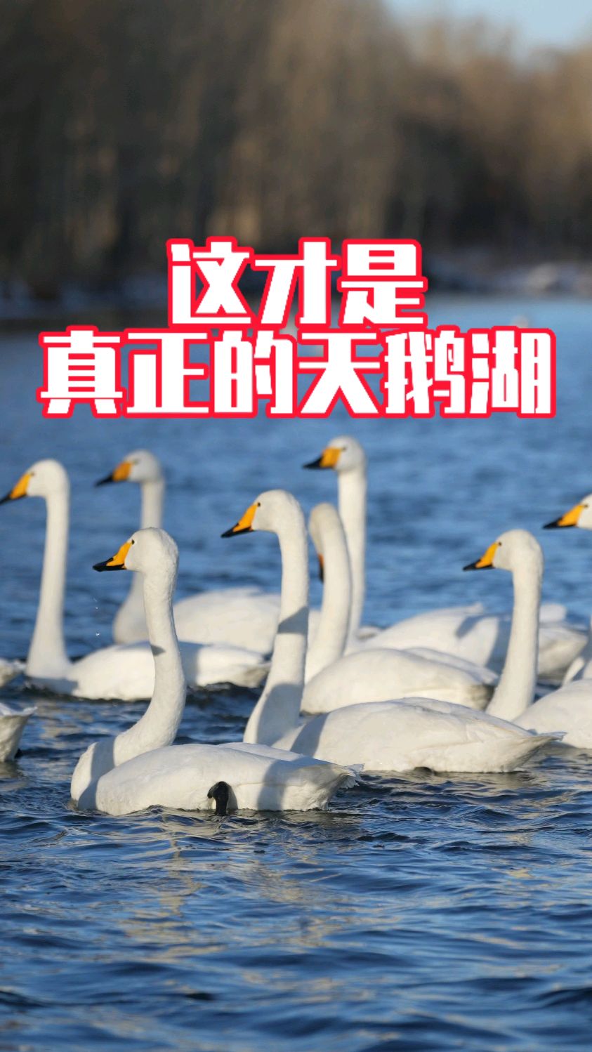 朝阳北票红村天鹅湾,现在去还可以看到好多的野生大天鹅