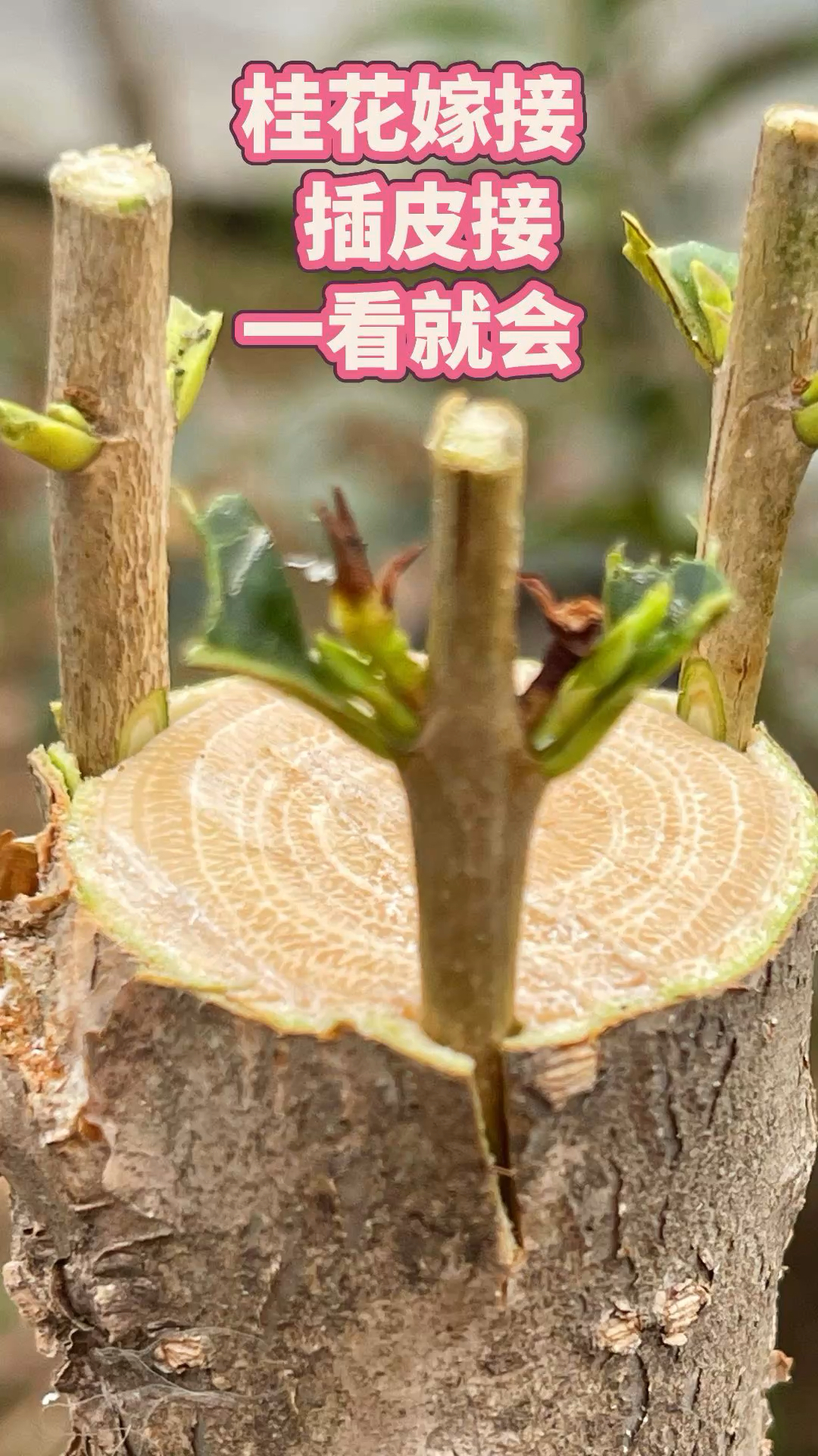 春天桂花嫁接插皮接,简单易学