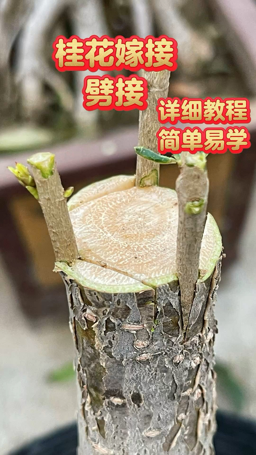 桂花嫁接技术劈接,详细教程简单易学