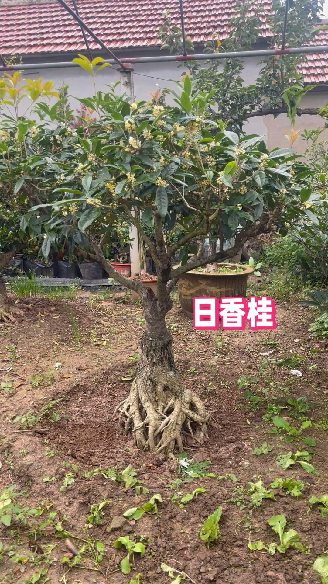 庭院种植的大日香桂,即能满足花期长又能满足味道香的品种