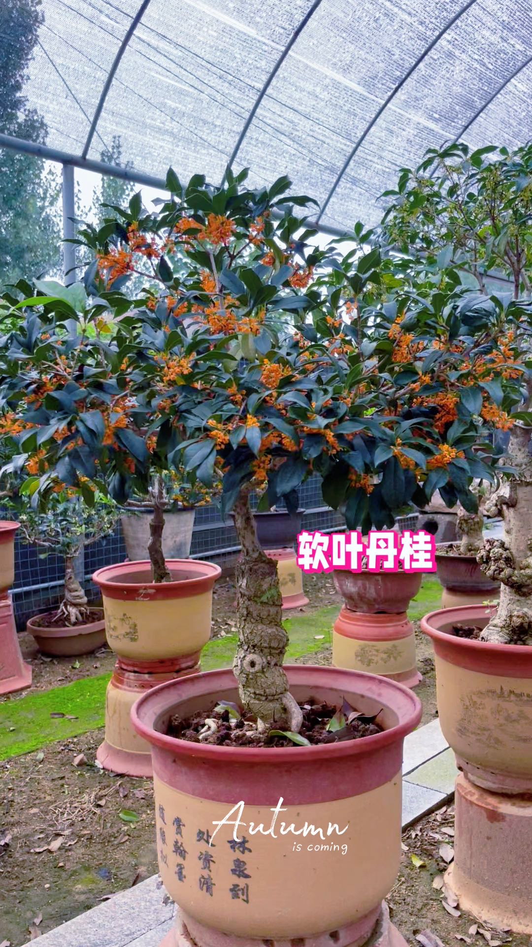 精品桂花盆景,不同品种花色欣赏