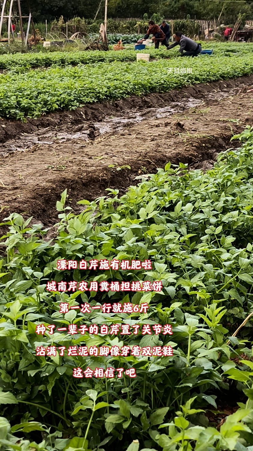 溧阳白芹施有机肥啦,城南芹农用糞桶担挑菜饼,第一次一行就施6斤