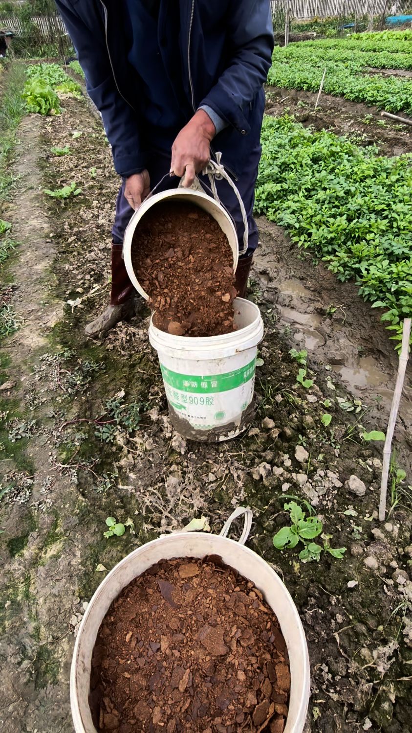 溧阳白芹,这下大家都看到了吧,这回施的菜饼哦