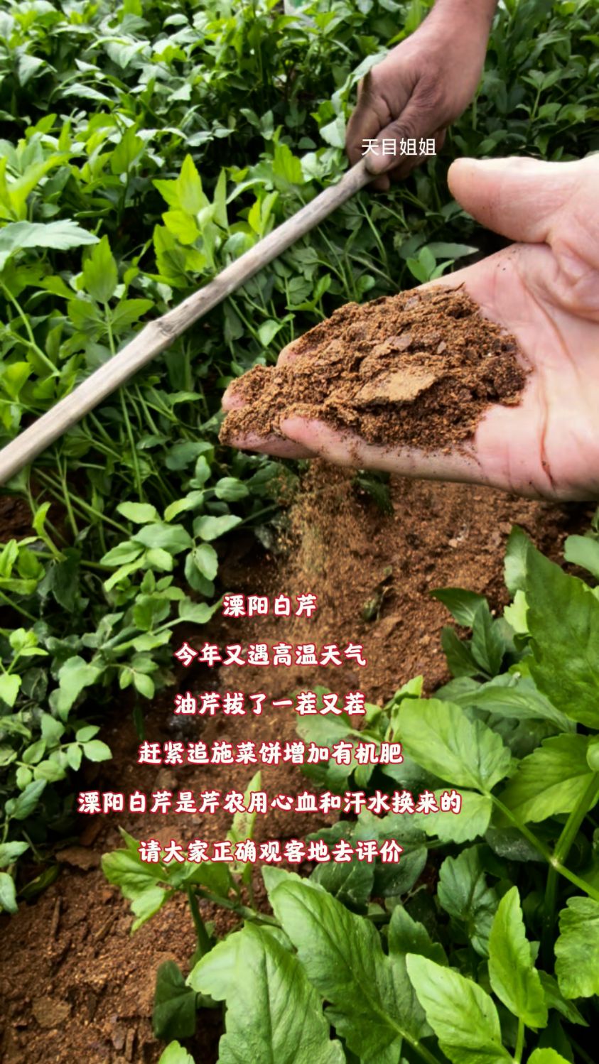 溧阳白芹今年又遇高温天气,油芹拔了一茬又茬,施菜饼增加有机肥
