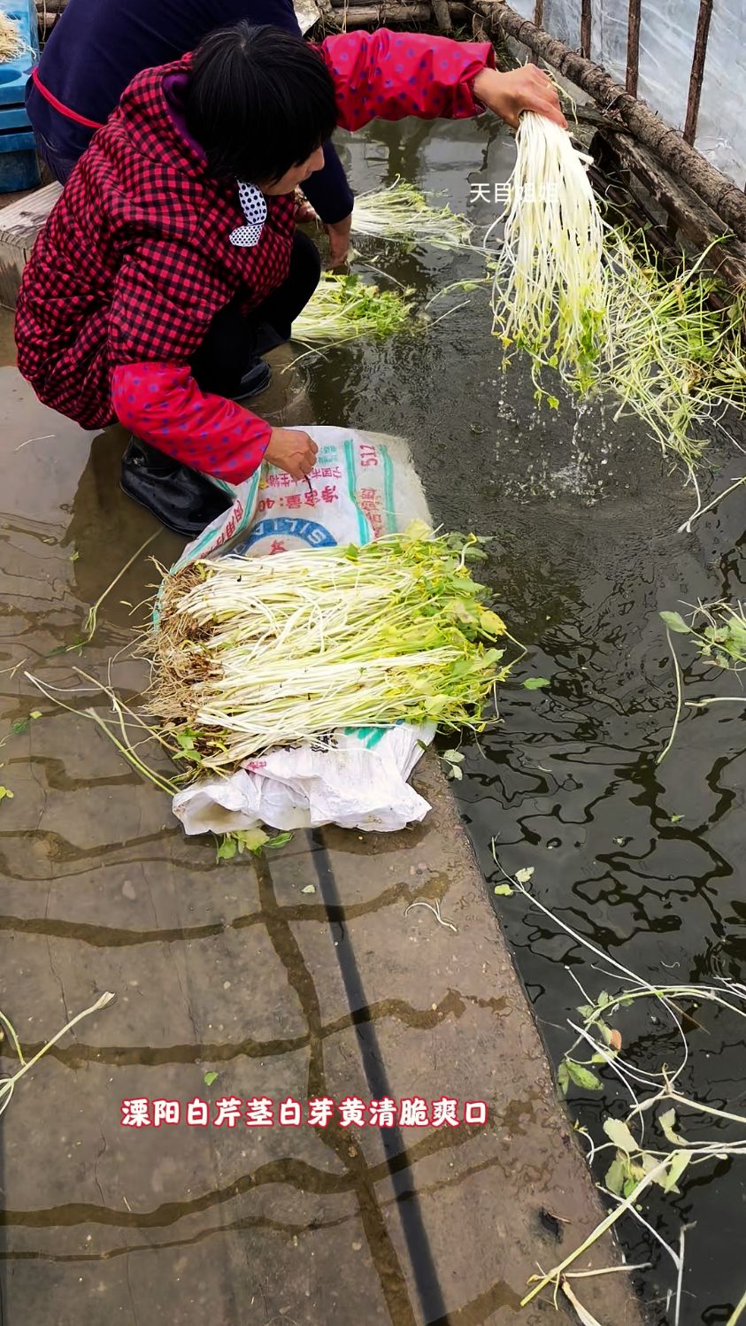 溧阳白芹茎白芽黄,是时令蔬菜中的一绝