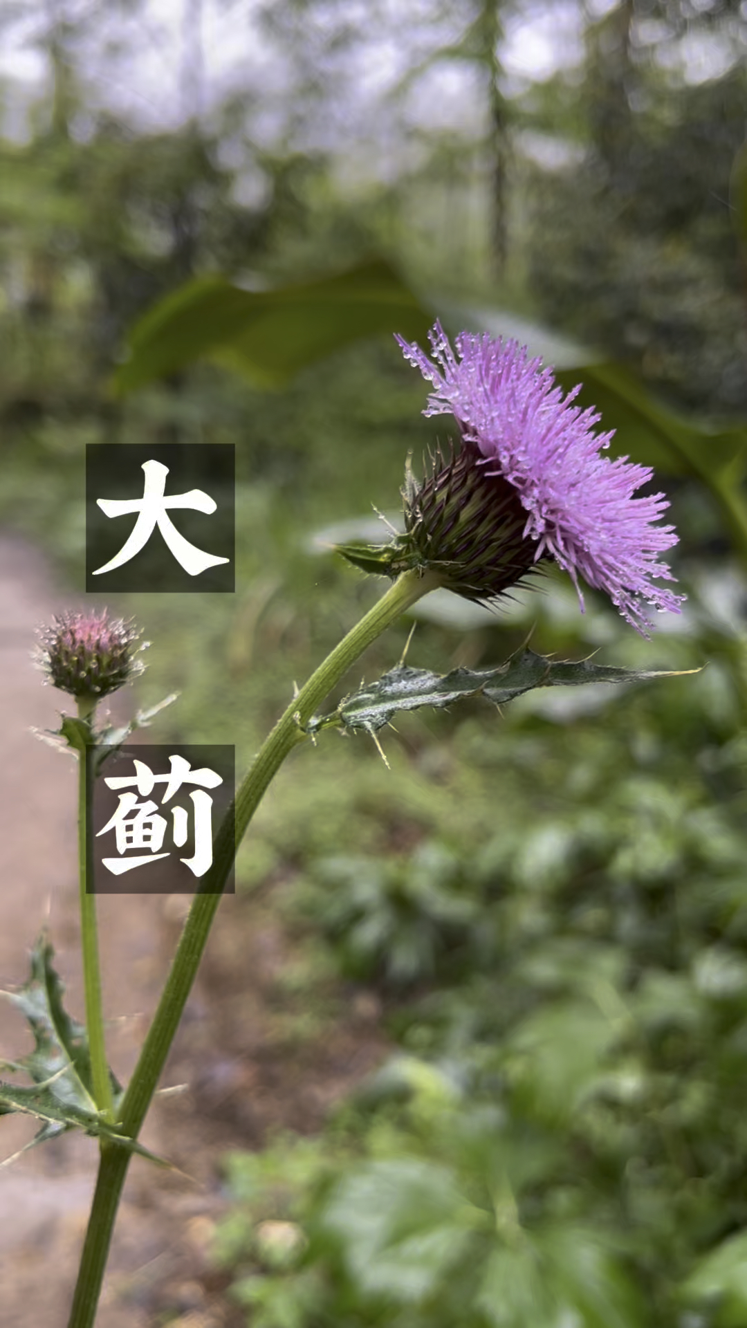 大蓟全身都是宝,用它的根炖鸡汤可香了,你哪里还有大蓟吗
