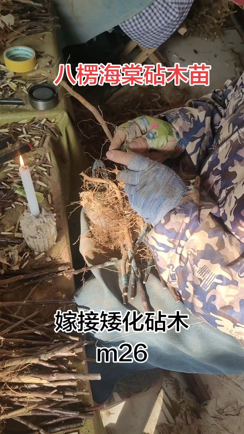 m26砧木苗采用八楞海棠砧木嫁接