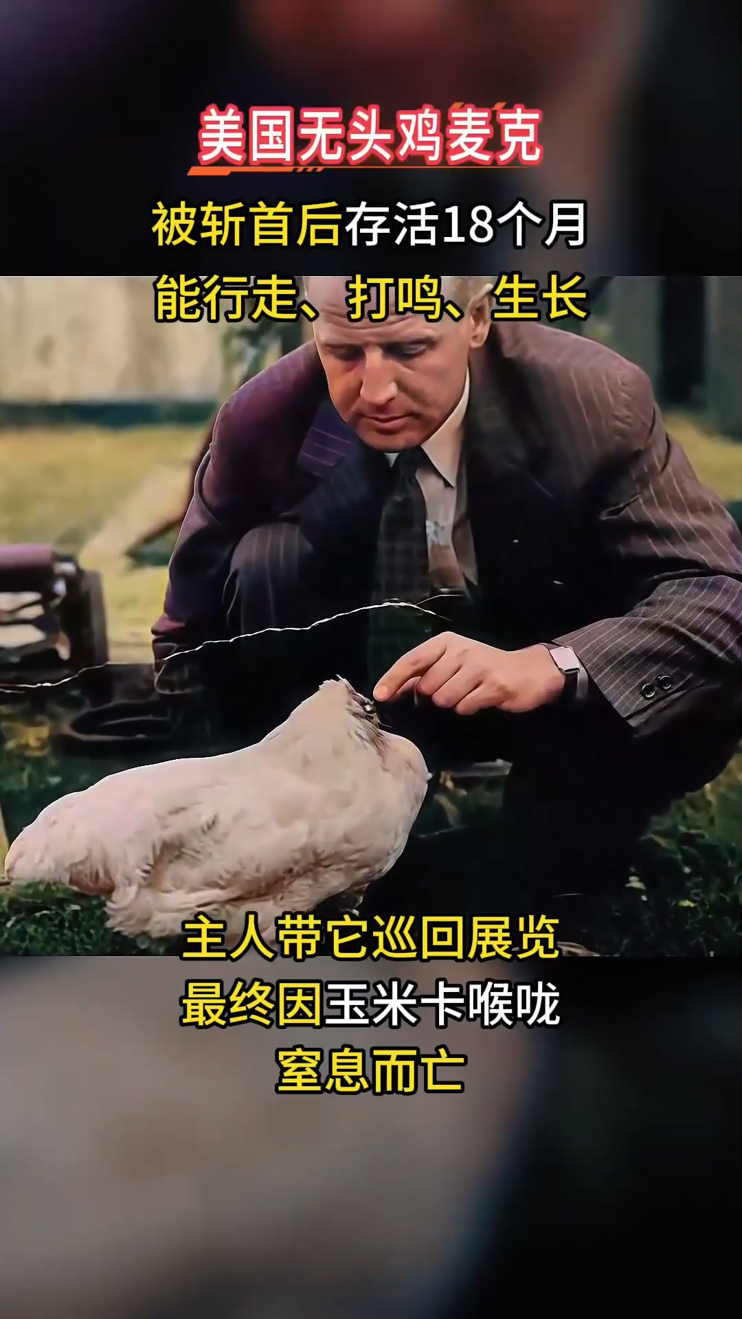 1945年美国无头鸡麦克,断头后活蹦乱跳18个月,甚至开启巡回演出