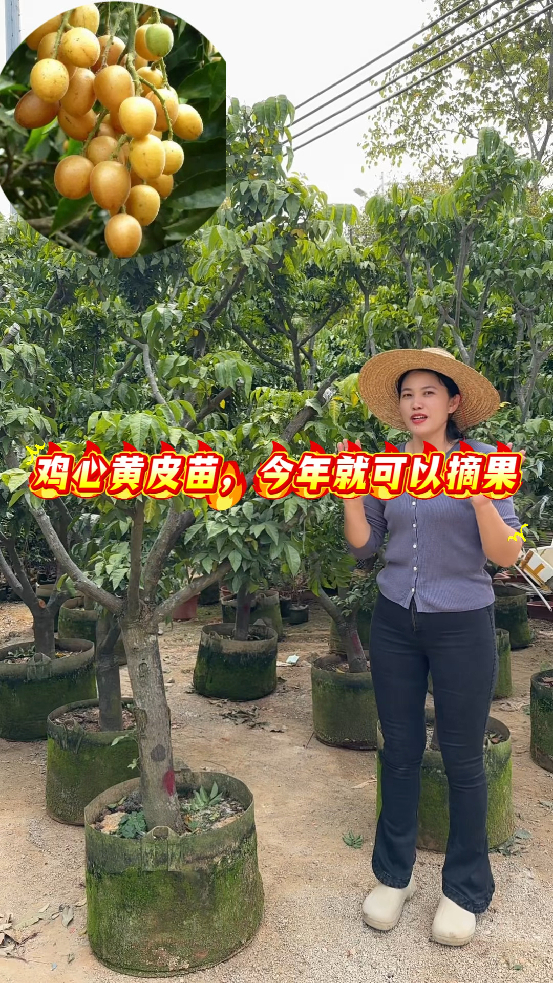 鸡心黄皮苗,果香浓郁!果实金黄诱人,果肉细腻香甜。养一棵在家