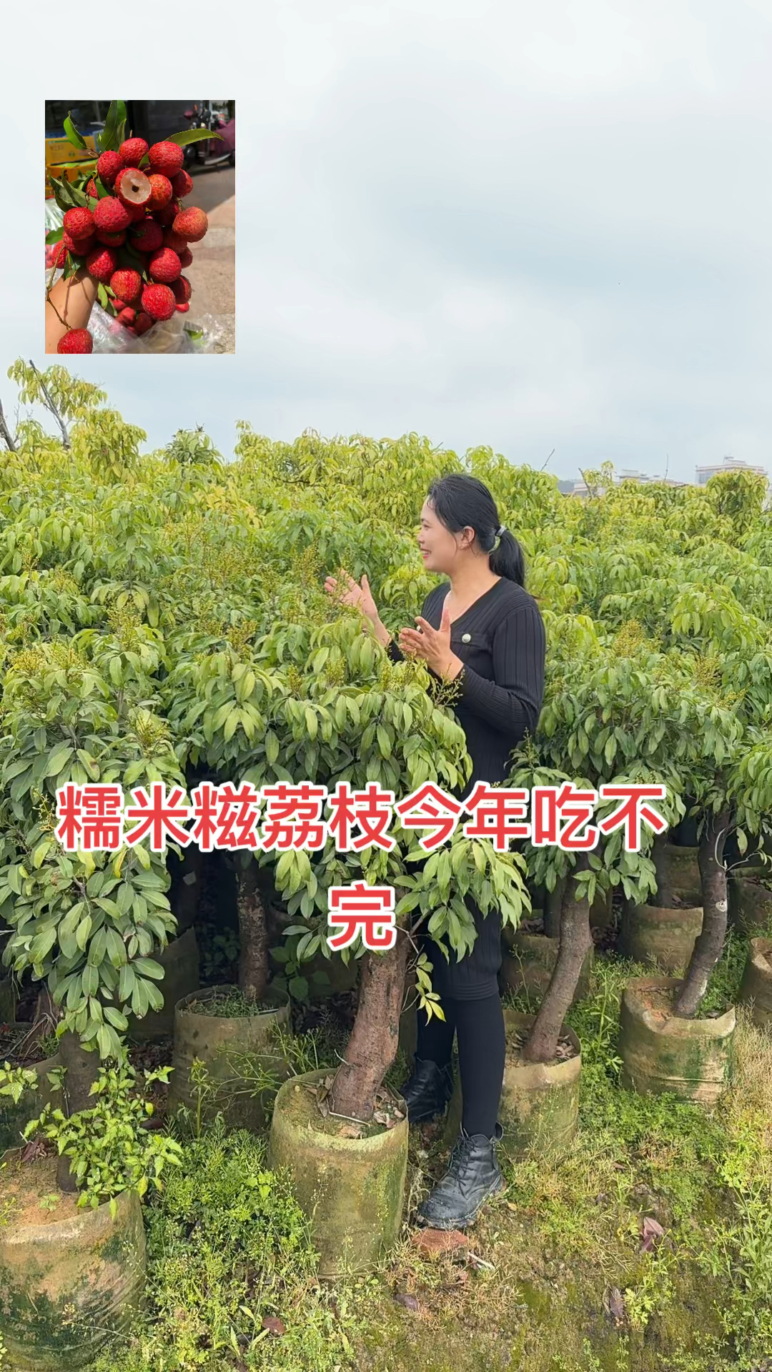 带花的糯米糍荔枝苗来啦种一棵,见证花开果熟全过程!