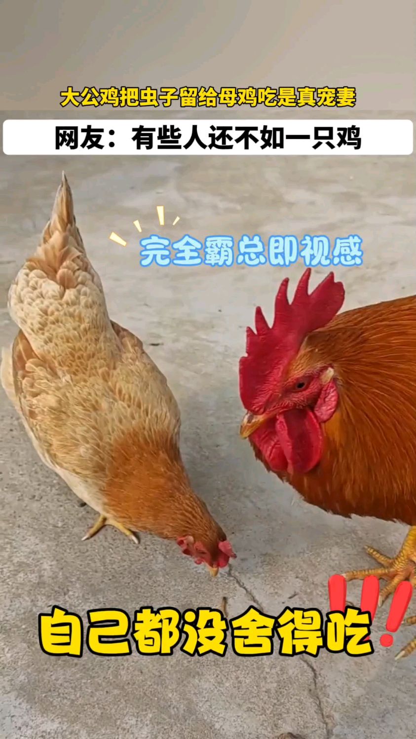 公鸡把自己舍不得吃的虫子都留给母鸡！网友：有些人还不如一只鸡
