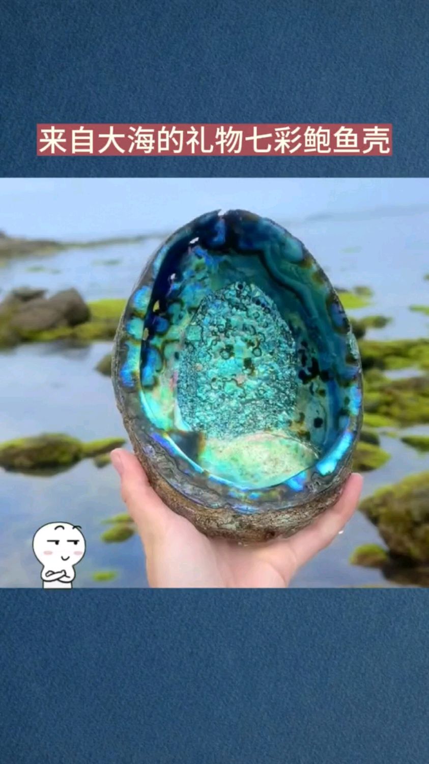 为什么鲍鱼壳会有这么漂亮的颜色呢