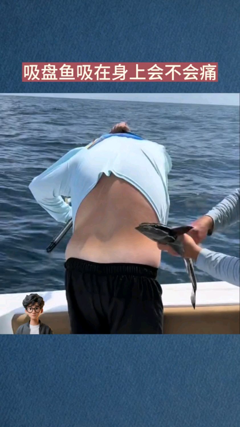 吸盘鱼吸在身上会不会痛
