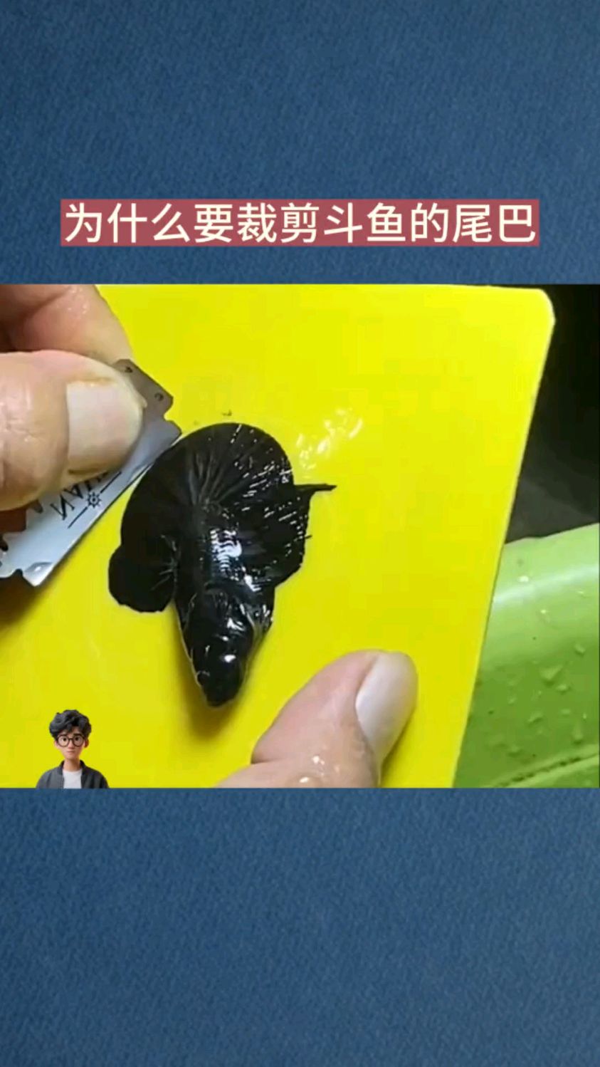 为什么要裁剪斗鱼的尾巴