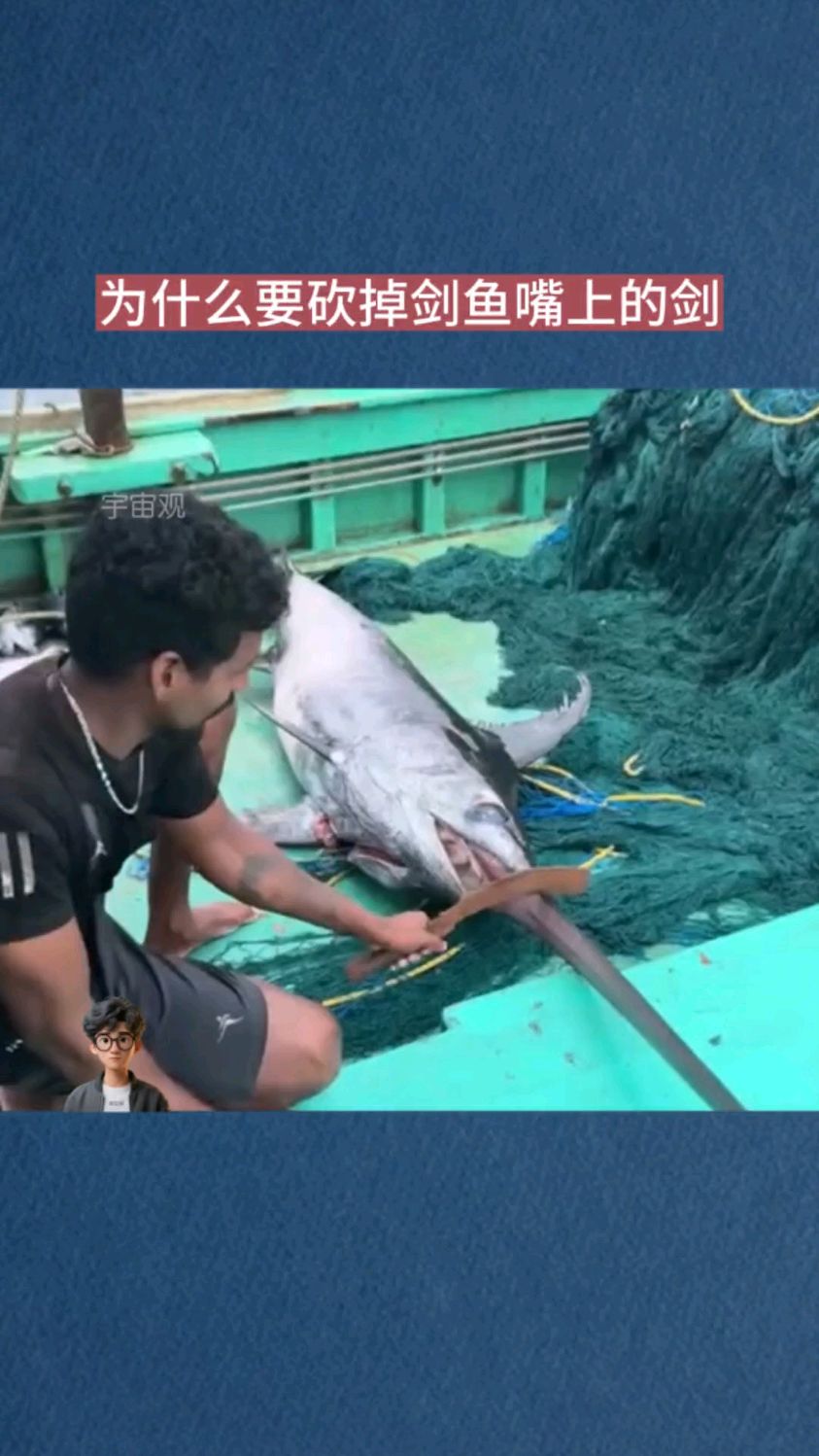 为什么要砍掉剑鱼嘴上的剑