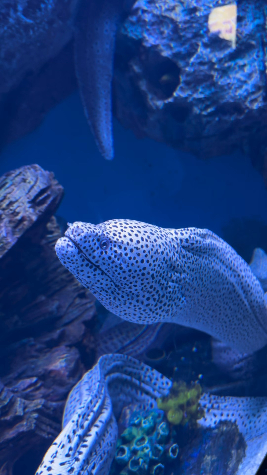 长的像蛇一样的鱼#海底世界 #蛇年大吉