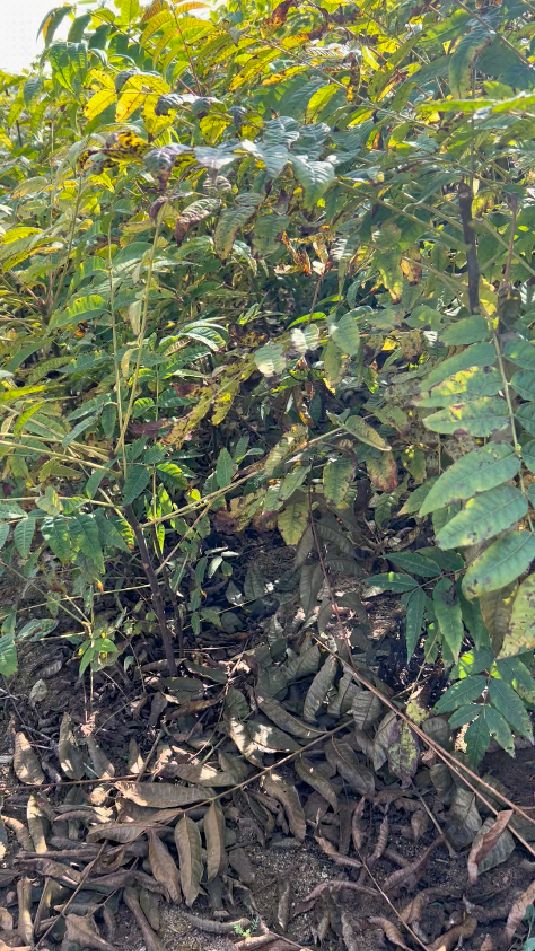 矮化红油香椿苗育苗基地
