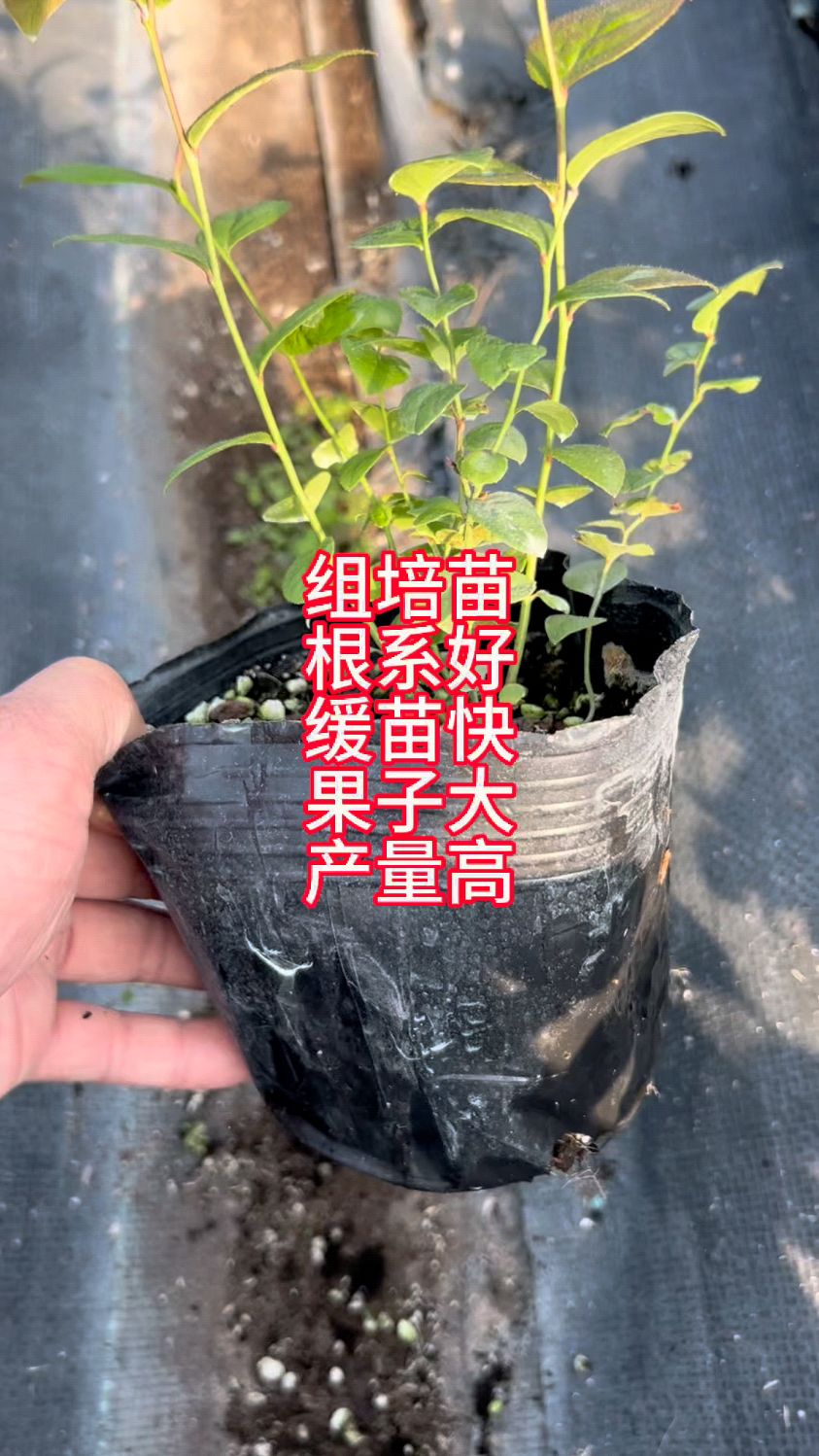 南高丛蓝莓苗育苗基地,地栽蓝莓树苗