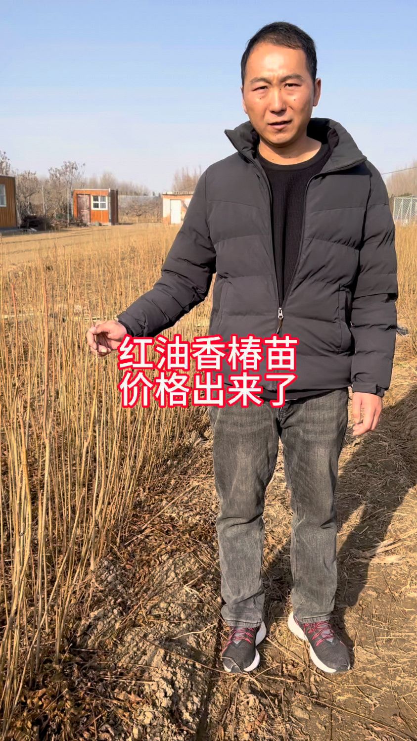 一年生矮化泰山红油香椿苗育苗基地