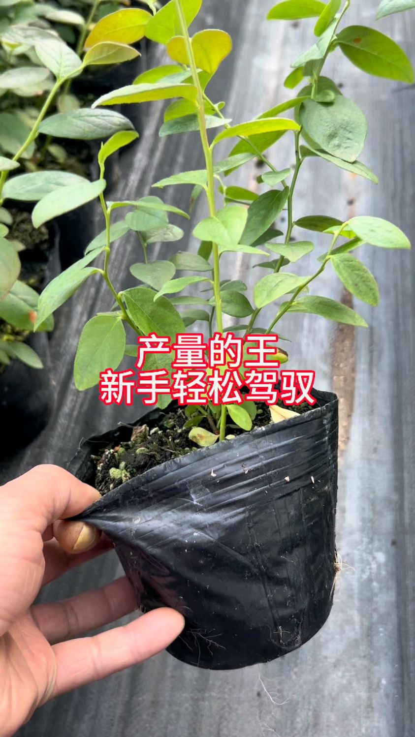 产量高好管理的南高丛蓝莓苗育苗基地