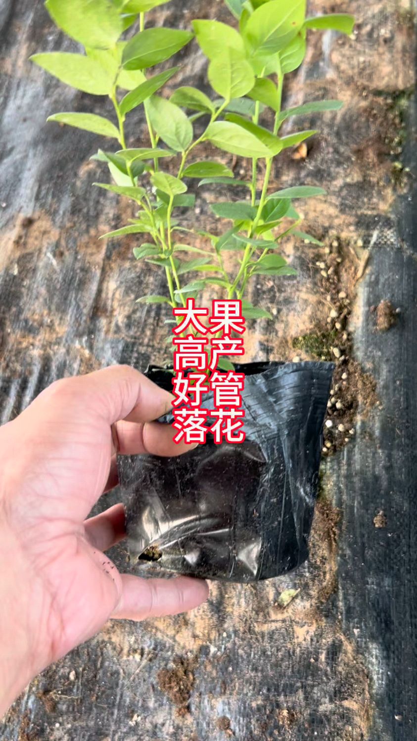 地栽盆栽都行,还好管理的南高丛蓝莓苗育苗基地种#蓝莓苗基地