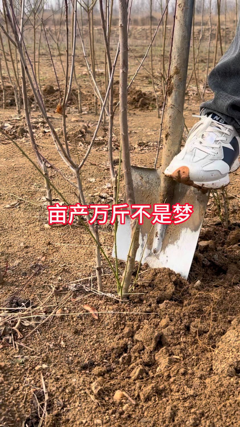 蒙娜丽莎西梅苗育苗基地,卯爷西梅苗品种简介