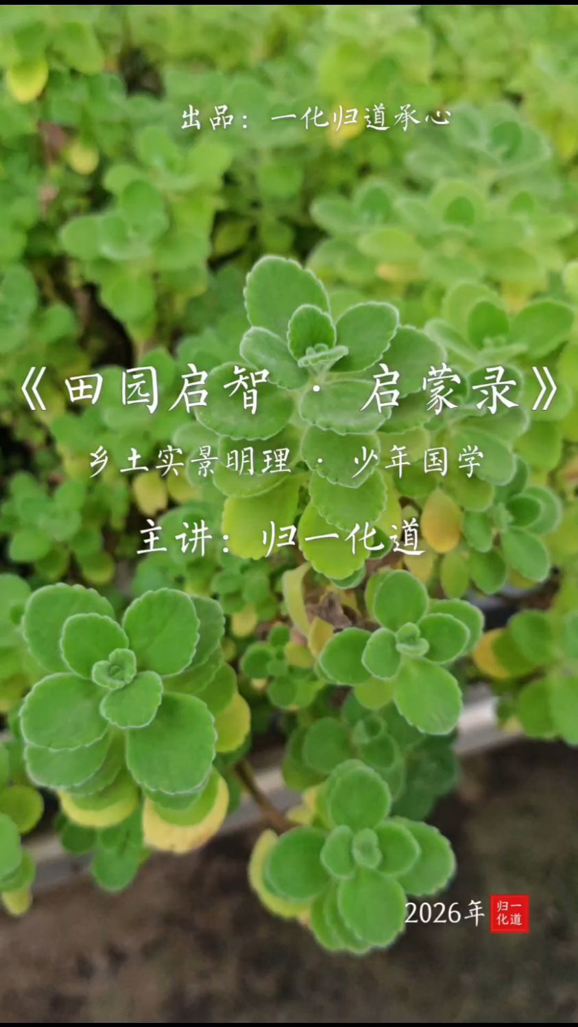归一化道少年国学|碰碰香的美