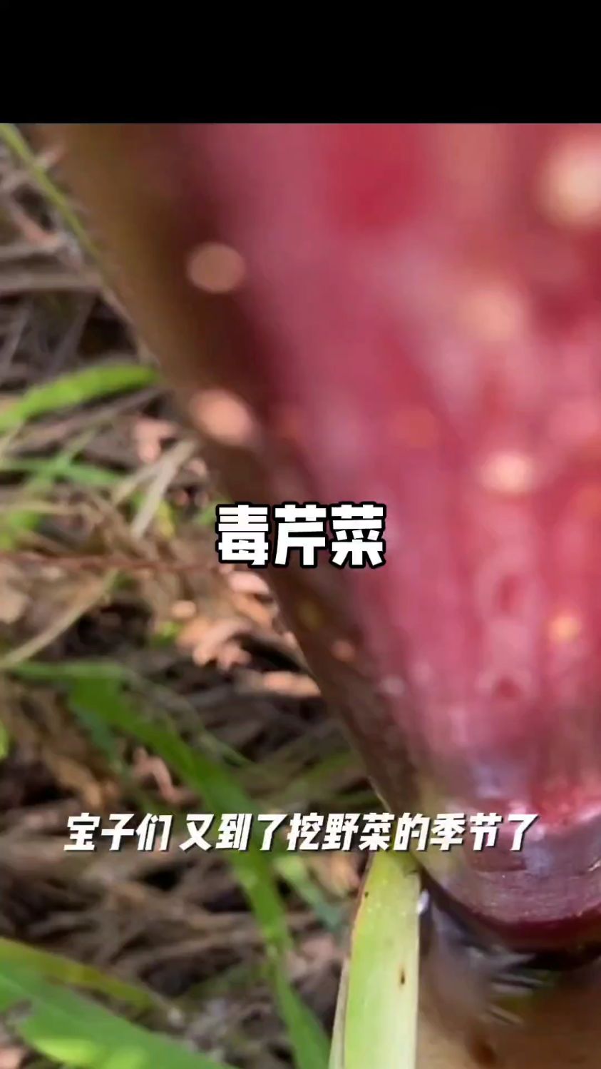 这种野菜看似美味,其实我有剧毒