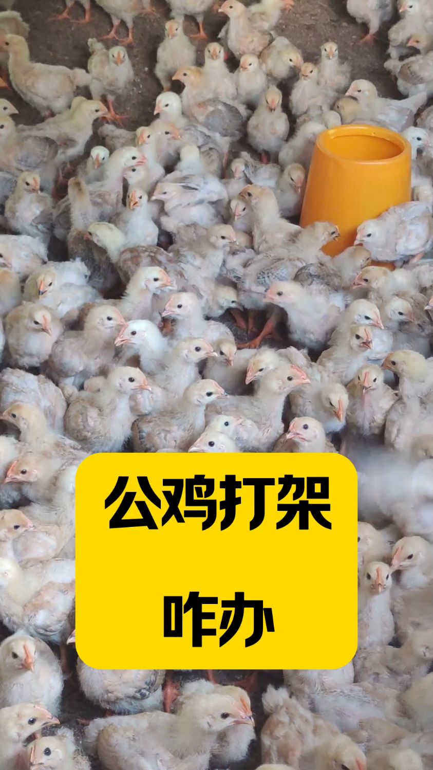 公鸡打架咋办???