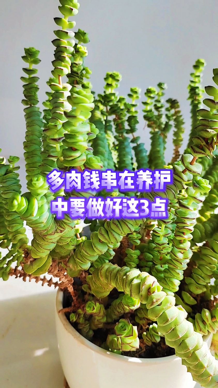 多肉钱串在养护过程中注意做好这三点