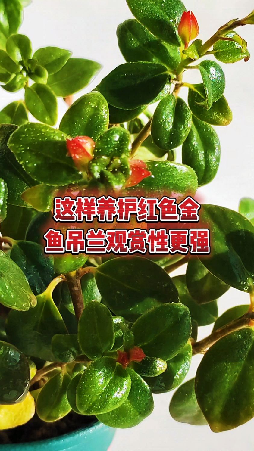 这样养护红色金鱼吊兰观赏性更强