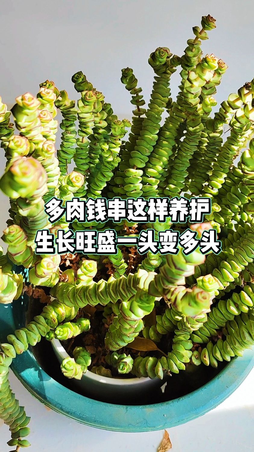 多肉钱串这样养护生长旺盛一头变多头