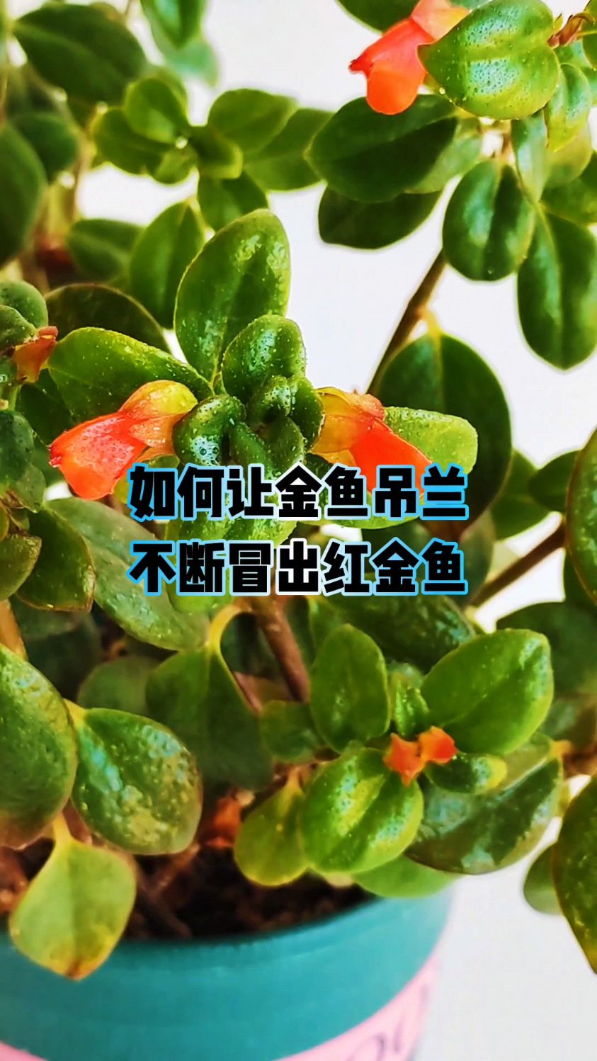 如何让金鱼吊兰不断冒出红金鱼