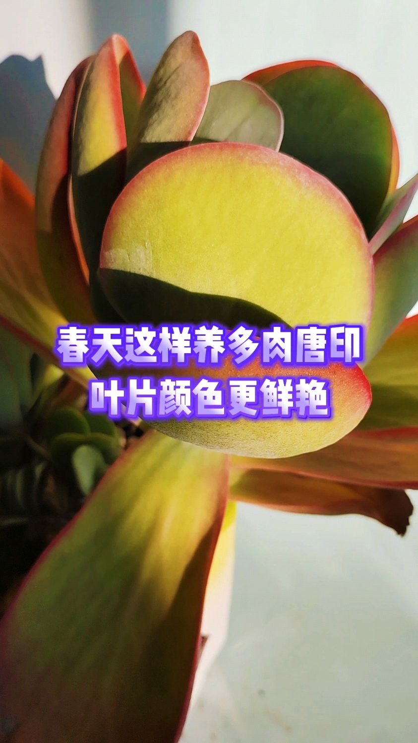 春天这样养多肉唐印叶片颜色更鲜艳