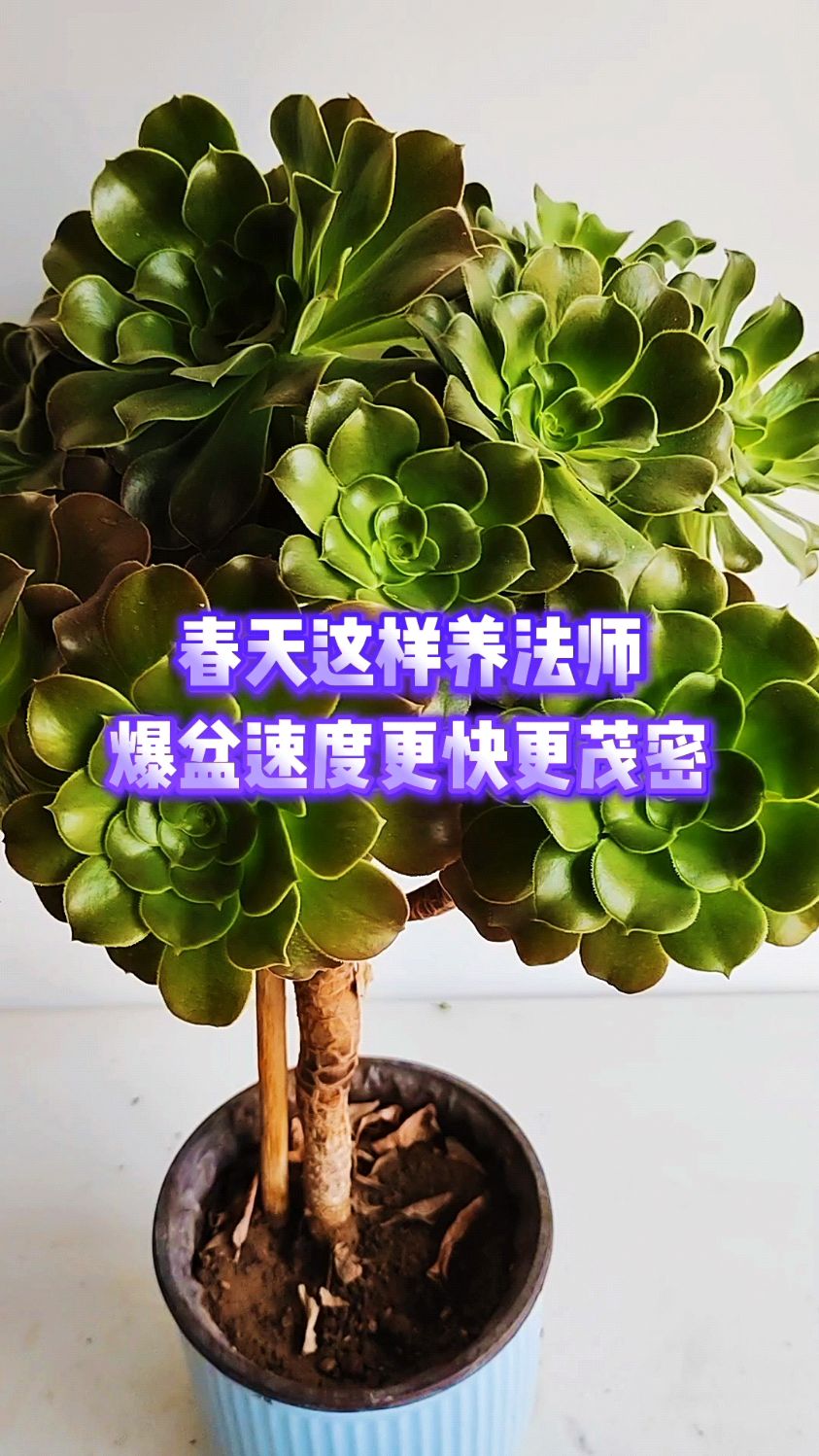 春天这样养法师爆盆速度更快更茂密