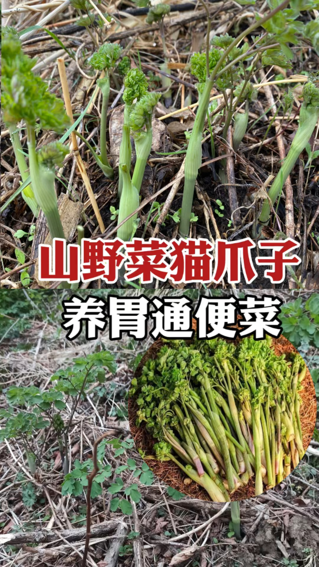 东北人最爱的山野菜:猫爪菜,被誉为“野菜之王”,种一次吃不完