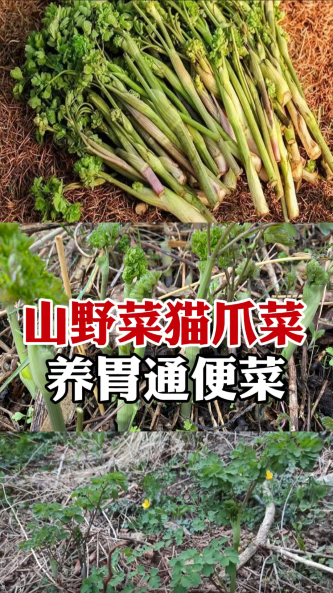 东北人最爱的野菜之王:猫爪菜,越来越少见,自己种点根本吃不完